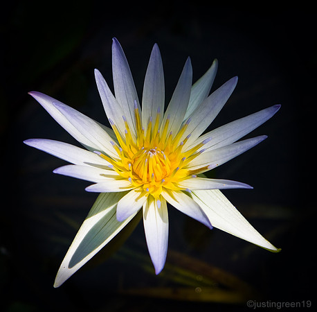 Water Lily