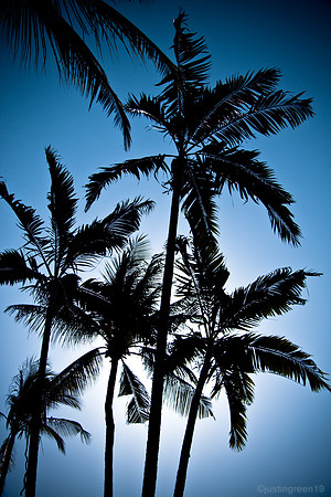 Palm trees