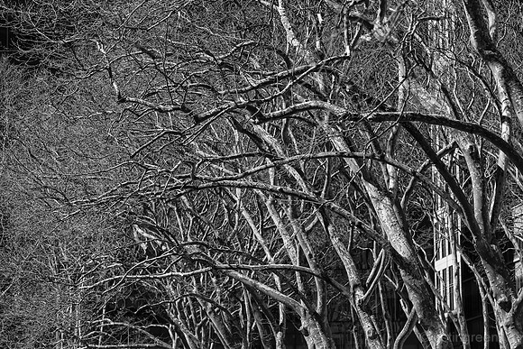 London Plane Trees