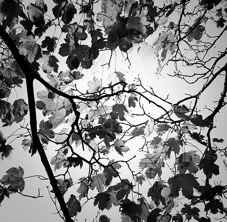 Autumn leaves