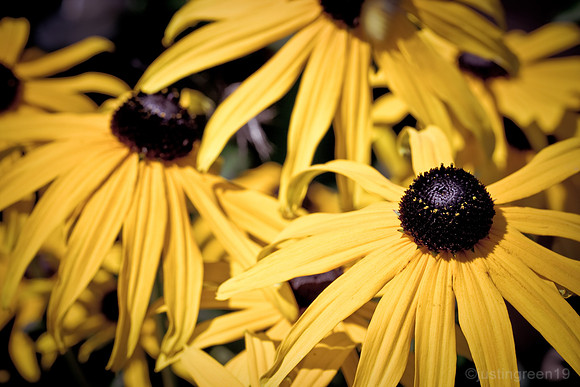 Cone Flower