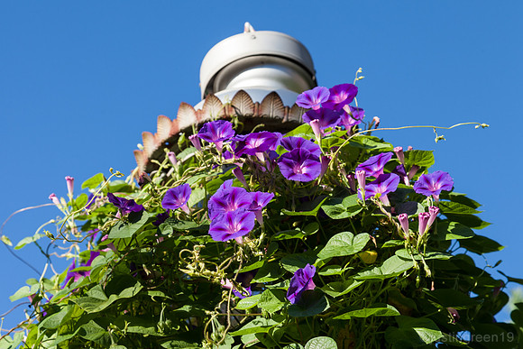 Morning Glory flower