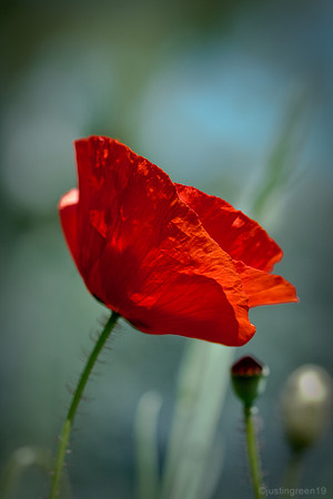red poppy