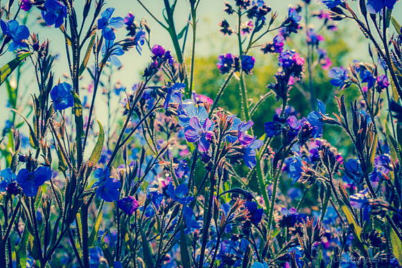 blue flowers