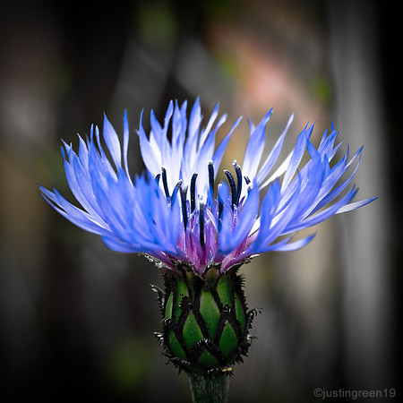 blue flower