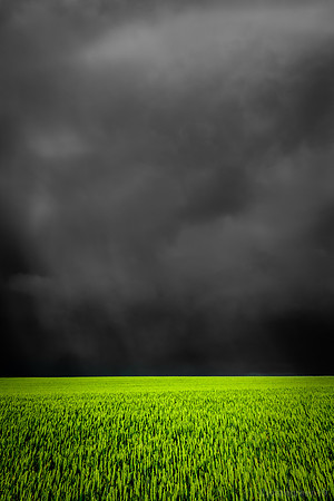 farmers field