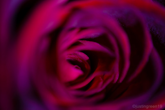 red rose