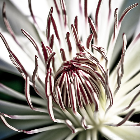 Clematis Henryi