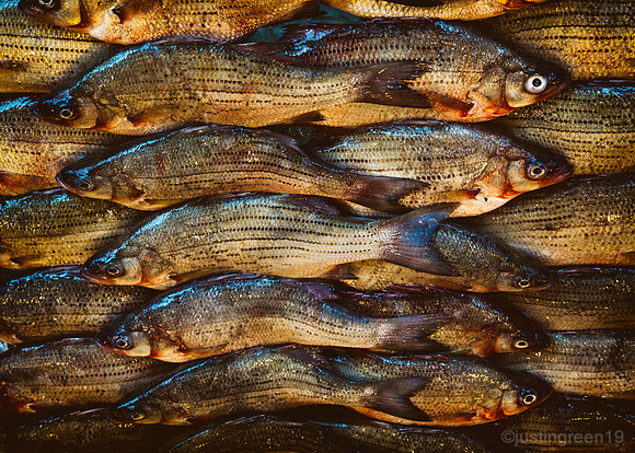 fresh fish