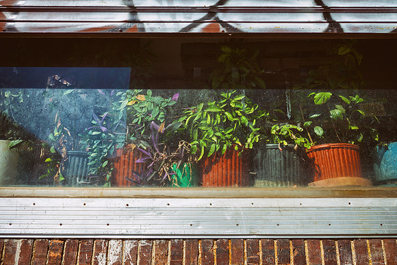 Urban Foliage
