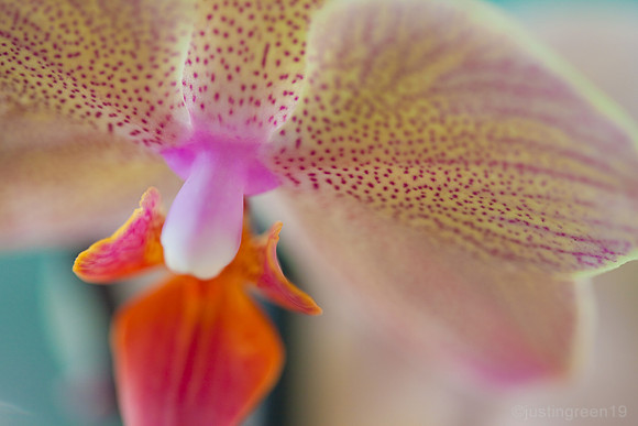 Orchid detail