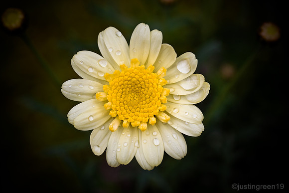 Yellow Daisy