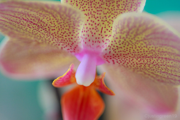Orchid 1