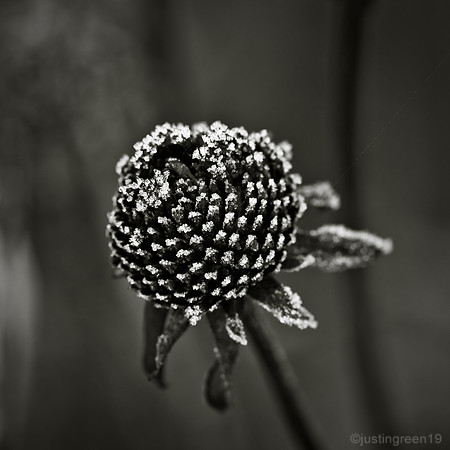winter seed head