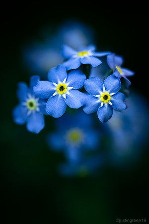 Forget Me Not