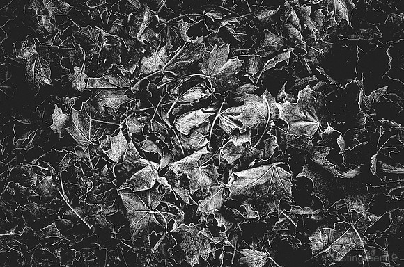 Old Leaves - Frosty Morning