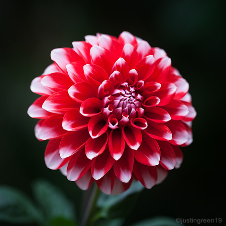 Dahlia