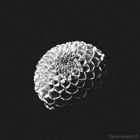 Dahlia