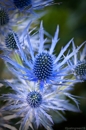 Blue Thistle