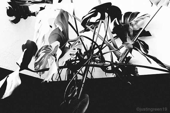 Swiss Cheese Plant