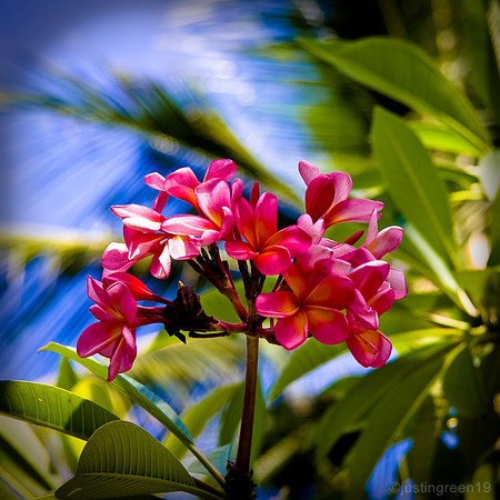 pink blossom