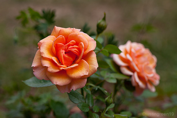 Sabia Hit Rose