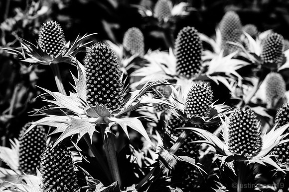 Sea Holly