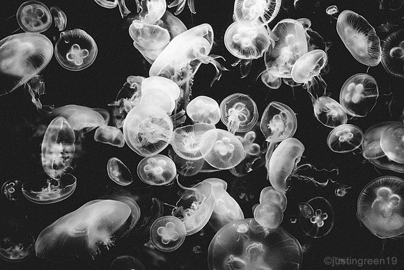 Moon Jellyfish