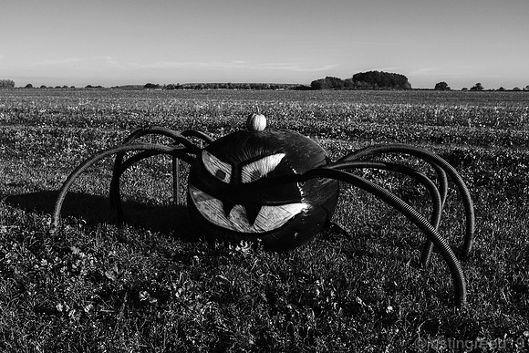 Spider Halloween