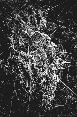 winter frost
