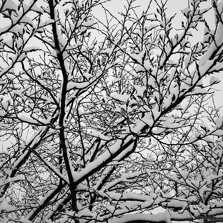 Snow on tree