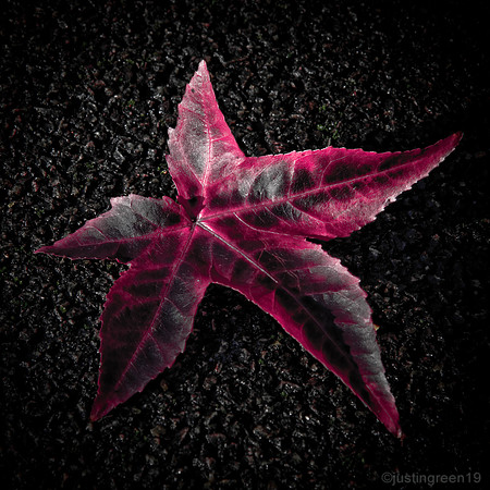 Red leaf