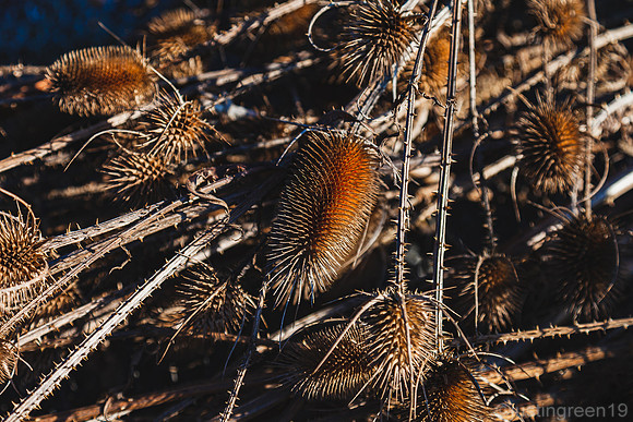 Wild Teasel