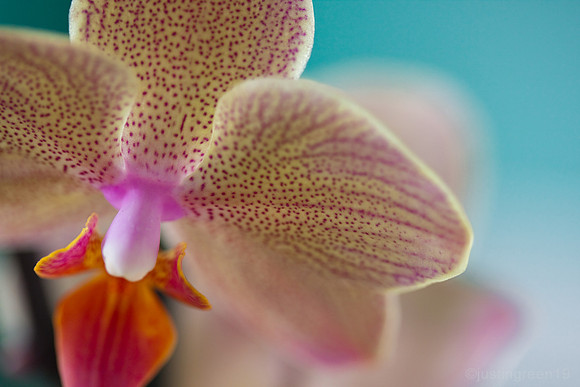 close up orchid