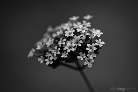 verbena