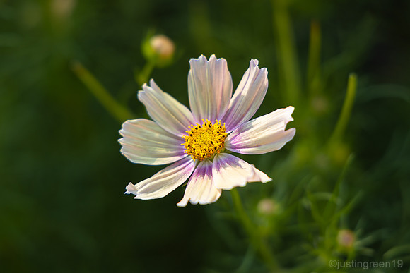 Cosmos bipinnatus 'Apricot Lemonade'
