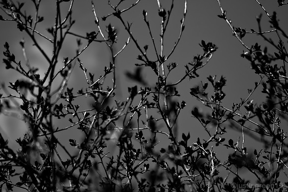 new leaves on tree