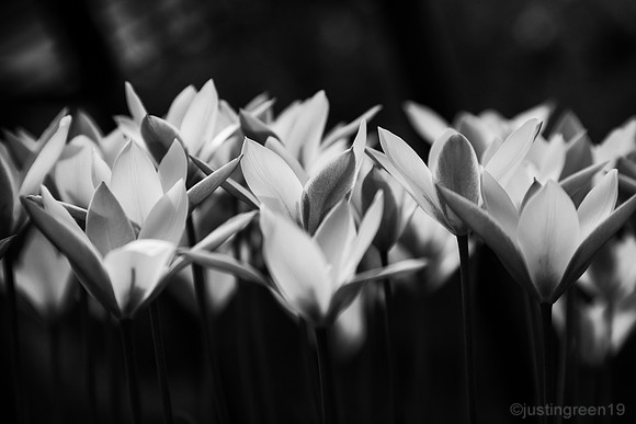 Chrysantha Clusiana Tulips.