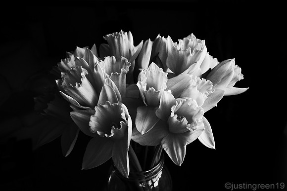 Daffodils