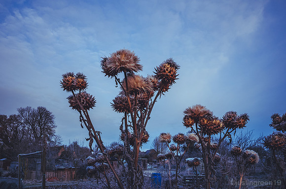 Artichoke
