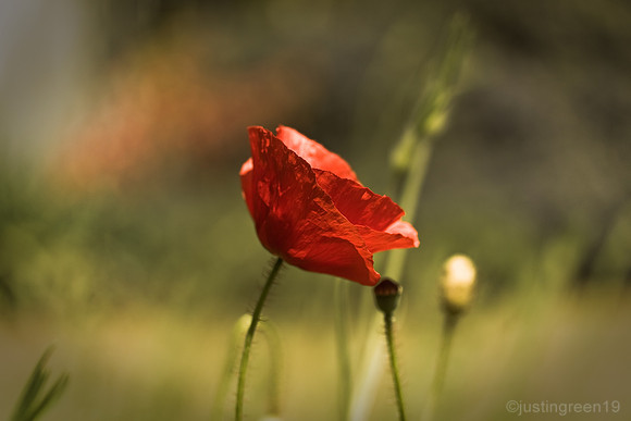 red poppy