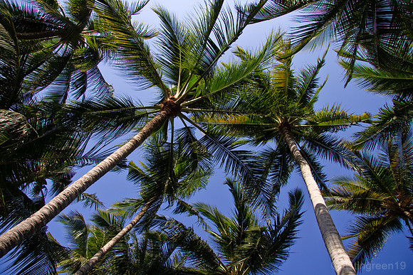 Palm trees