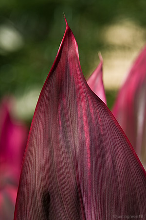 red leaf