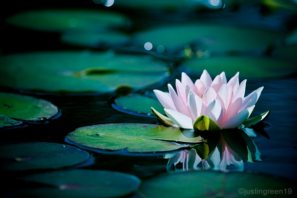 water lily