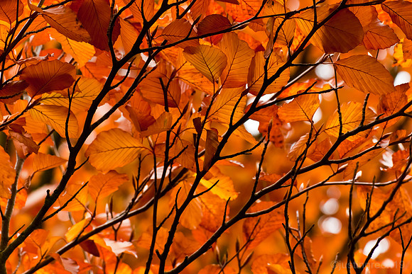 autumn leaves