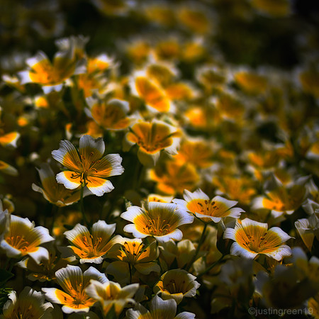 yellow white flowers