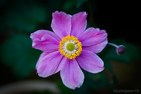 Japanese Anemone
