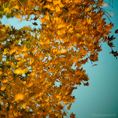Autumn tree reflection
