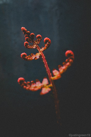 unfurling fern leaf