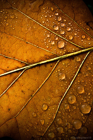 Tulip Tree Leaf